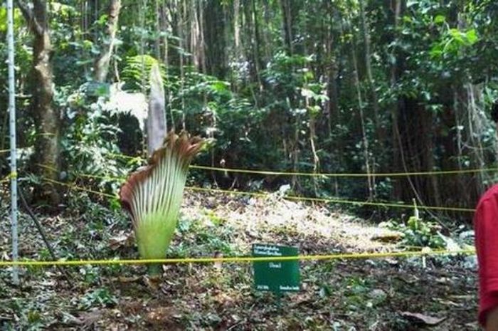 Detail Gambar Bunga Bangkai Di Kebun Raya Bogor Nomer 14