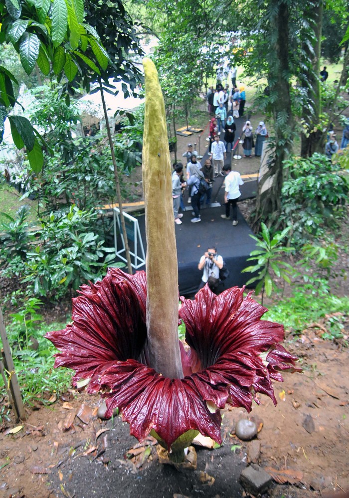 Detail Gambar Bunga Bangkai Di Kebun Raya Bogor Nomer 15