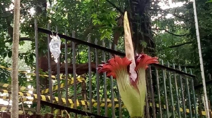 Detail Gambar Bunga Bangkai Di Kebun Raya Bogor Nomer 16