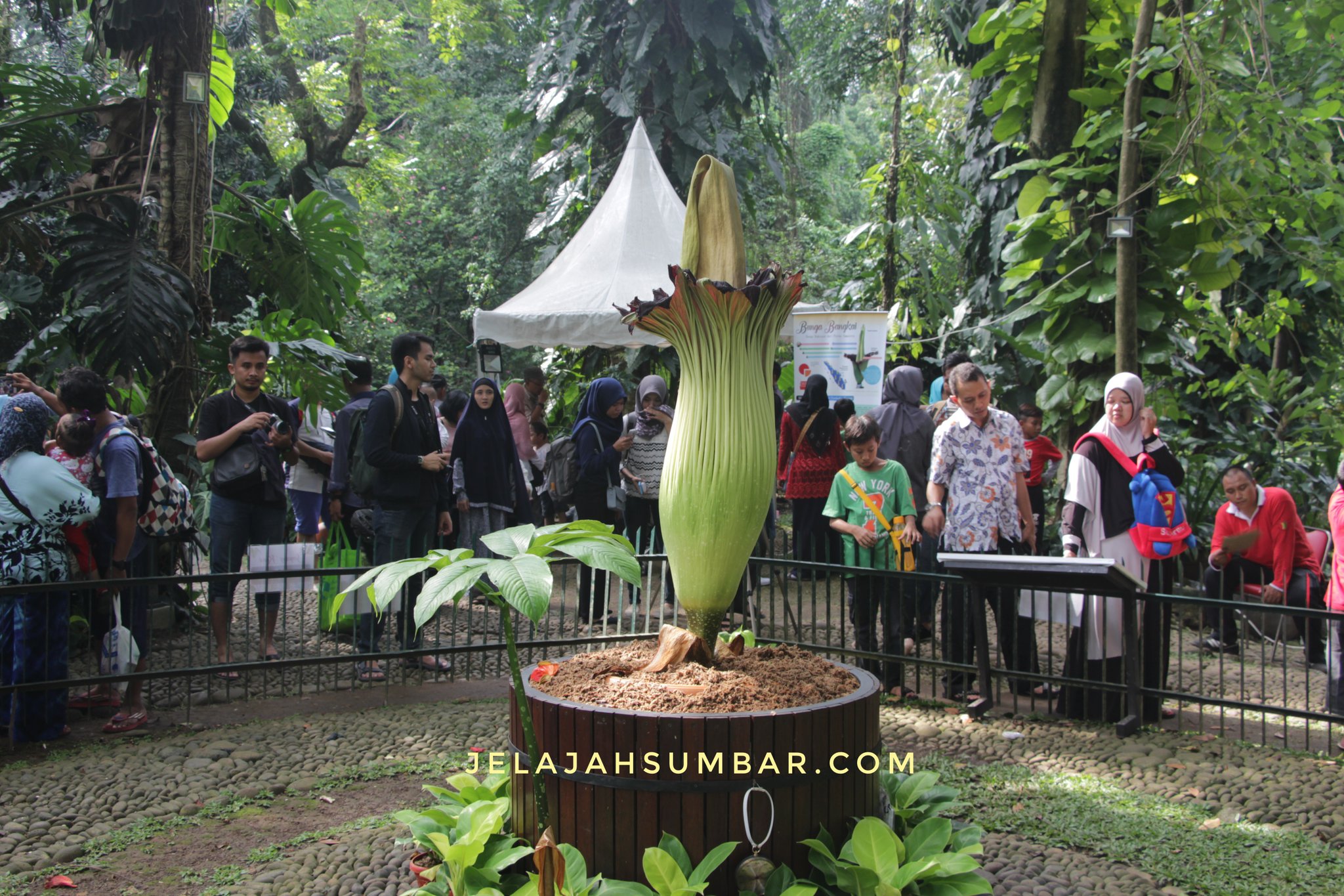 Detail Gambar Bunga Bangkai Di Kebun Raya Bogor Nomer 17