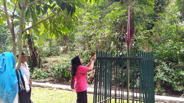 Detail Gambar Bunga Bangkai Di Kebun Raya Bogor Nomer 18