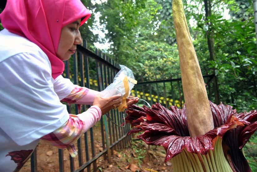 Detail Gambar Bunga Bangkai Di Kebun Raya Bogor Nomer 19