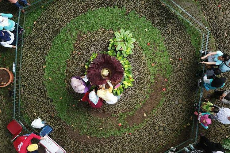 Detail Gambar Bunga Bangkai Di Kebun Raya Bogor Nomer 21