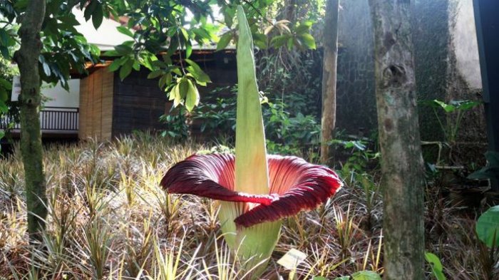 Detail Gambar Bunga Bangkai Di Kebun Raya Bogor Nomer 25