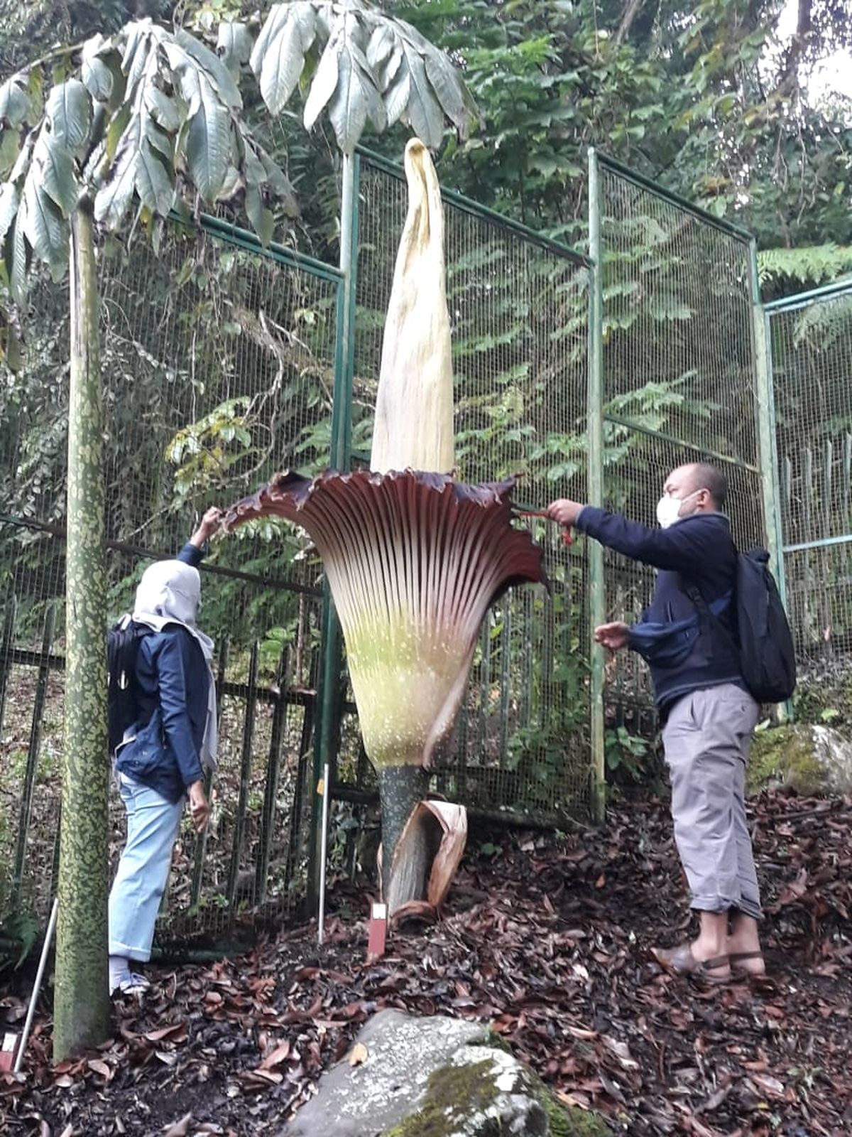 Detail Gambar Bunga Bangkai Di Kebun Raya Bogor Nomer 27