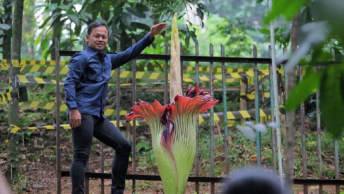 Detail Gambar Bunga Bangkai Di Kebun Raya Bogor Nomer 29