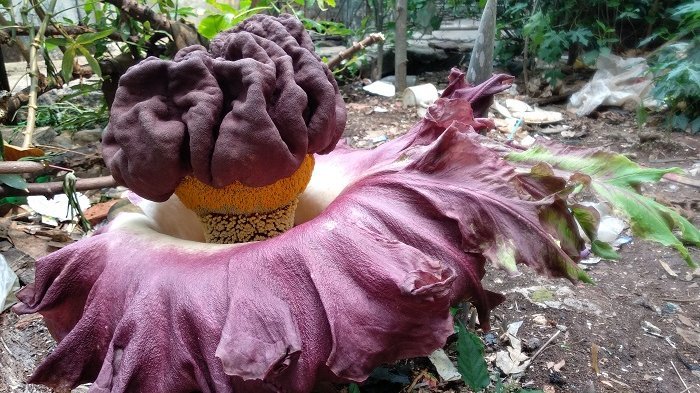 Detail Gambar Bunga Bangkai Di Kebun Raya Bogor Nomer 30