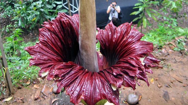 Detail Gambar Bunga Bangkai Di Kebun Raya Bogor Nomer 34