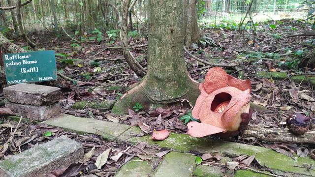 Detail Gambar Bunga Bangkai Di Kebun Raya Bogor Nomer 36