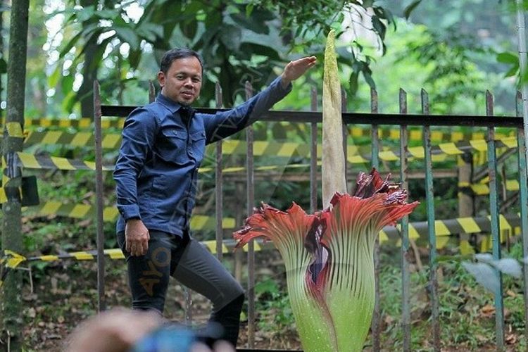 Detail Gambar Bunga Bangkai Di Kebun Raya Bogor Nomer 4