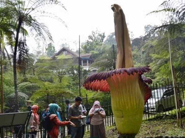 Detail Gambar Bunga Bangkai Di Kebun Raya Bogor Nomer 39