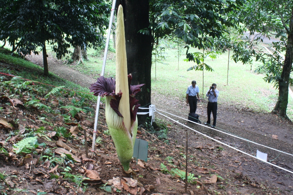 Detail Gambar Bunga Bangkai Di Kebun Raya Bogor Nomer 44