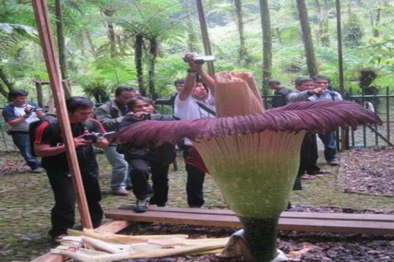 Detail Gambar Bunga Bangkai Di Kebun Raya Bogor Nomer 5