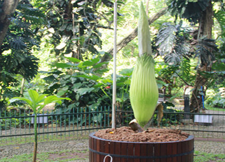 Detail Gambar Bunga Bangkai Di Kebun Raya Bogor Nomer 45