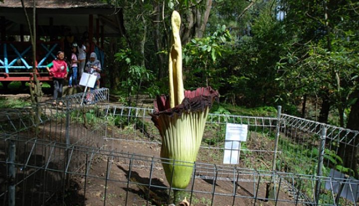 Detail Gambar Bunga Bangkai Di Kebun Raya Bogor Nomer 47