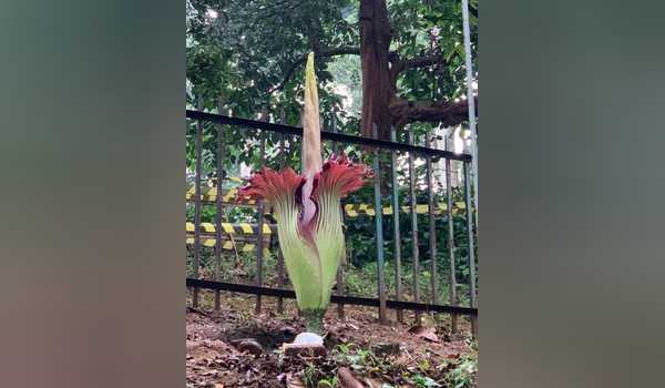 Detail Gambar Bunga Bangkai Di Kebun Raya Bogor Nomer 51