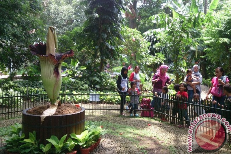 Detail Gambar Bunga Bangkai Di Kebun Raya Bogor Nomer 8