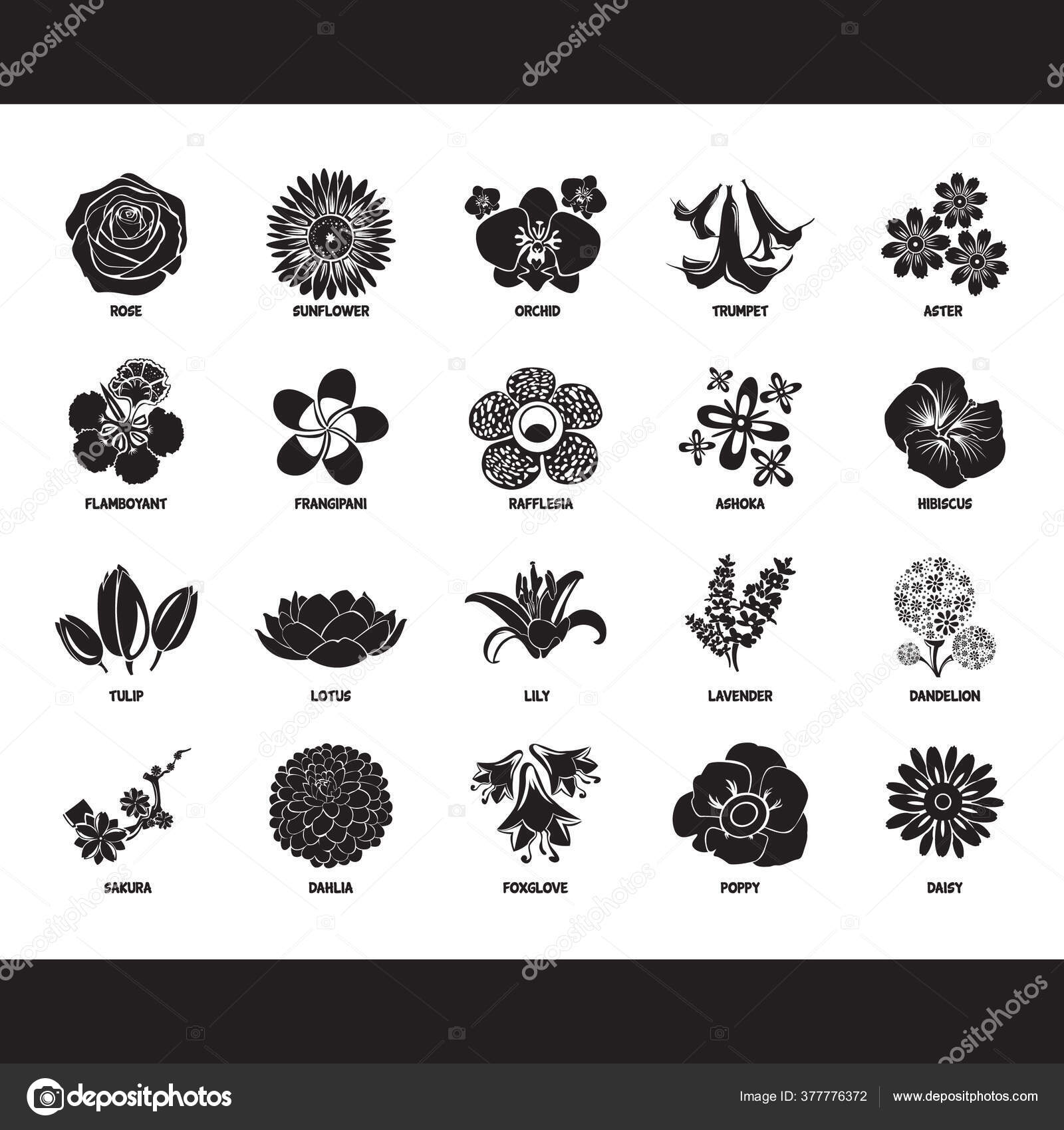 Detail Gambar Bunga Bangkai Hitam Putih Nomer 28