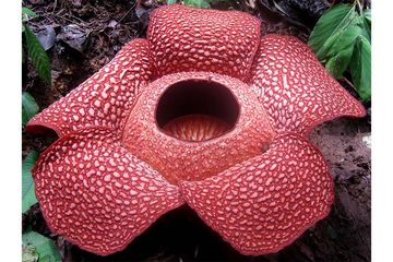 Detail Gambar Bunga Bangkai Rafflesia Arnoldi Nomer 25