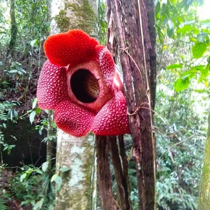 Detail Gambar Bunga Bangkai Rafflesia Arnoldi Nomer 26
