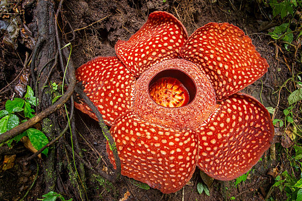 Detail Gambar Bunga Bangkai Rafflesia Arnoldi Nomer 7