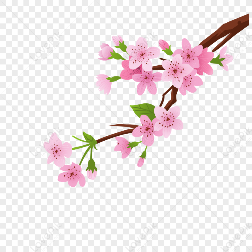 Detail Gambar Bunga Banyak Background Gambar Kotak Peach Png Nomer 12