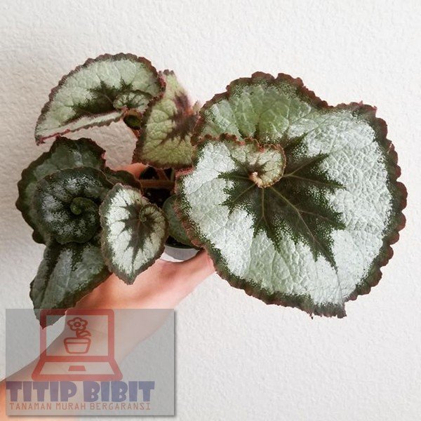 Detail Gambar Bunga Begonia Nomer 25