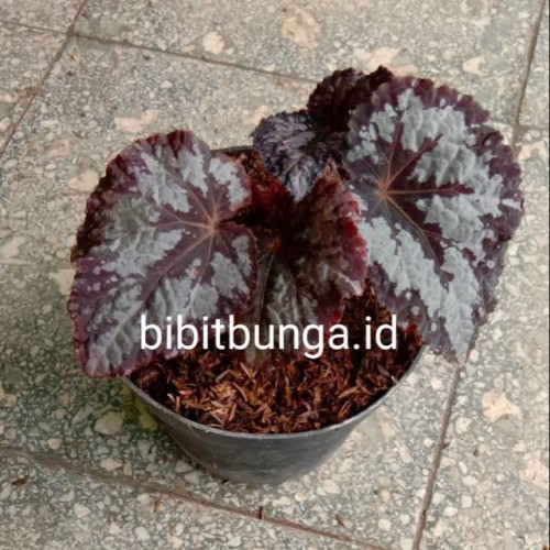 Detail Gambar Bunga Begonia Nomer 33