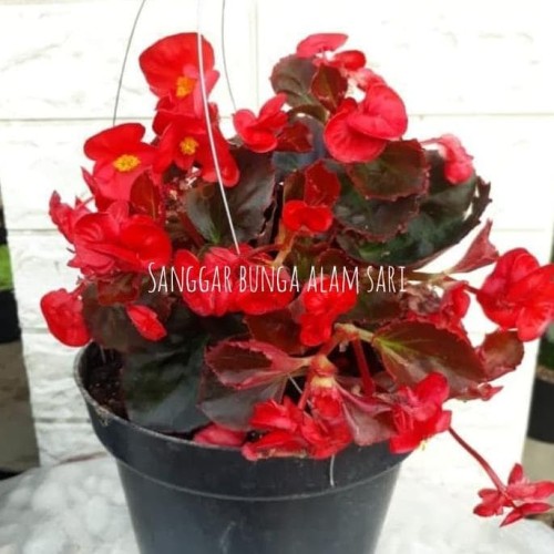 Detail Gambar Bunga Begonia Gantung Nomer 16