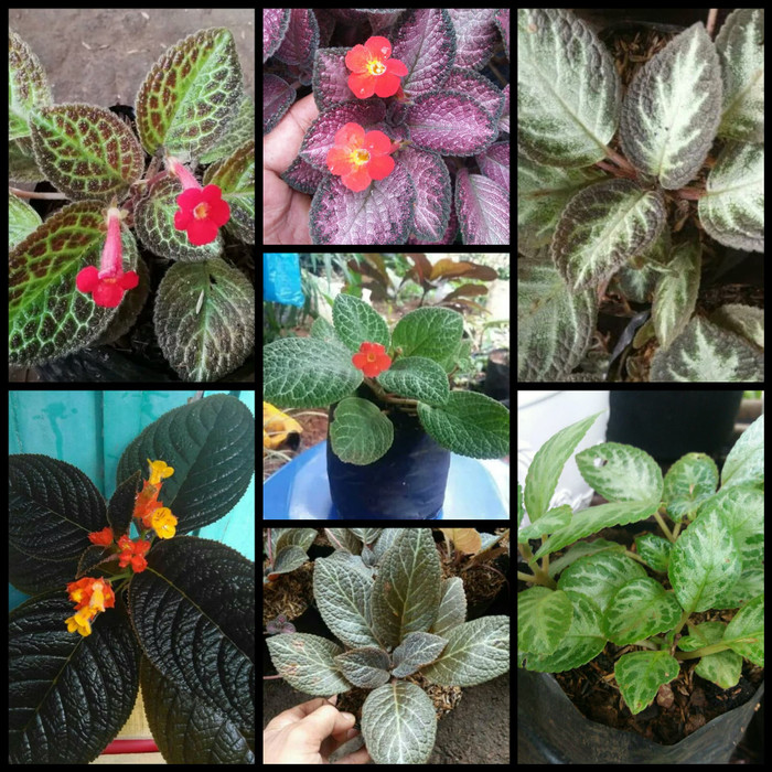 Detail Gambar Bunga Begonia Gantung Nomer 19