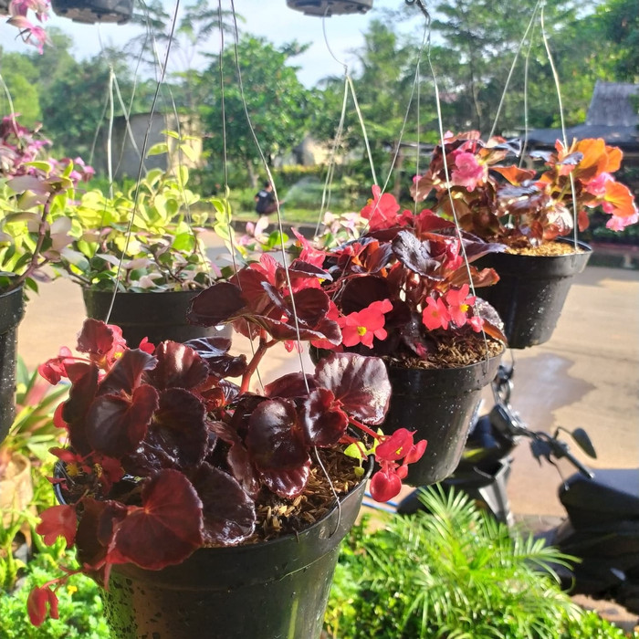 Detail Gambar Bunga Begonia Gantung Nomer 33