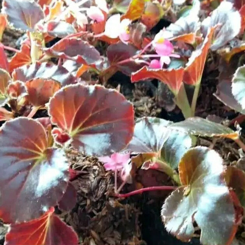 Detail Gambar Bunga Begonia Gantung Nomer 39