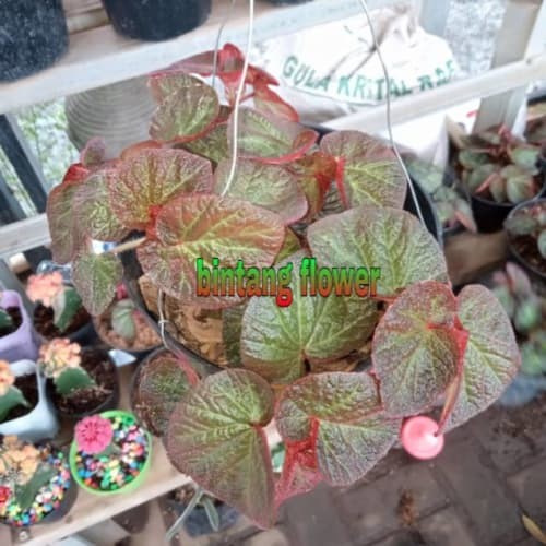 Detail Gambar Bunga Begonia Gantung Nomer 5