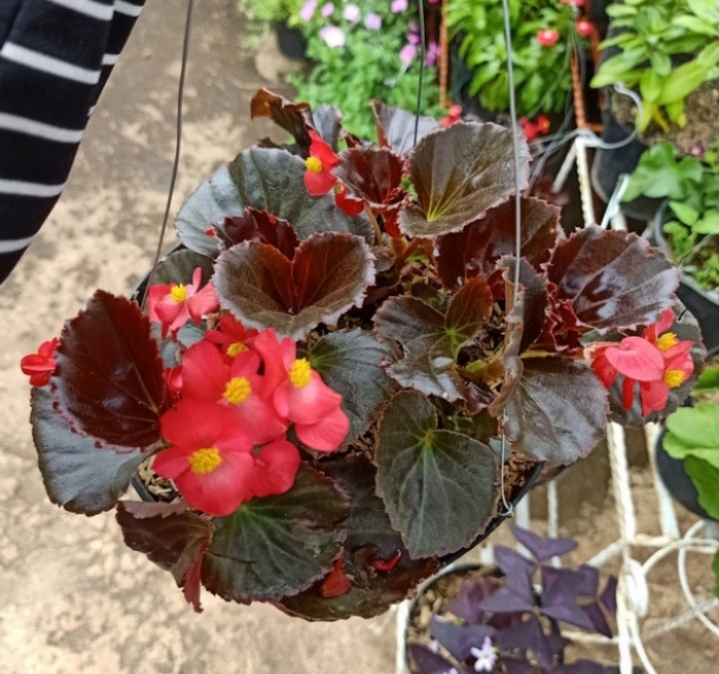 Detail Gambar Bunga Begonia Gantung Nomer 50