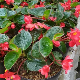 Detail Gambar Bunga Begonia Gantung Nomer 55