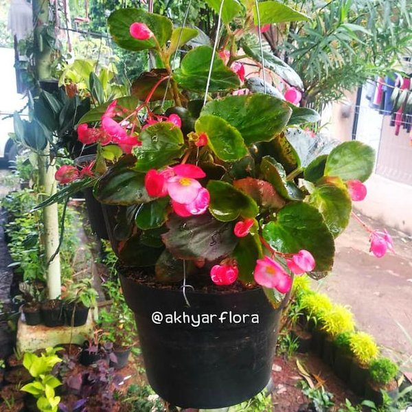 Detail Gambar Bunga Begonia Gantung Nomer 7