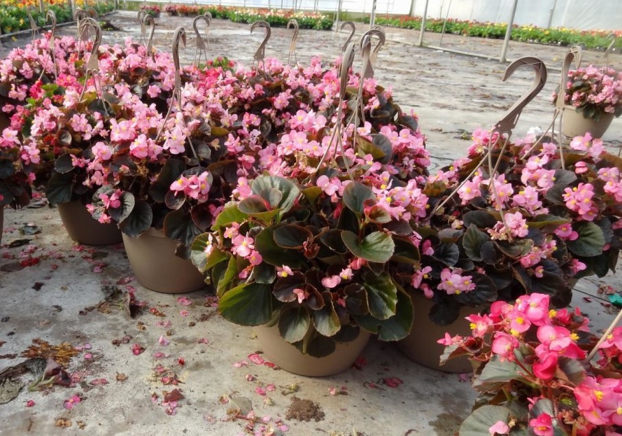 Detail Gambar Bunga Begonia Gantung Nomer 9