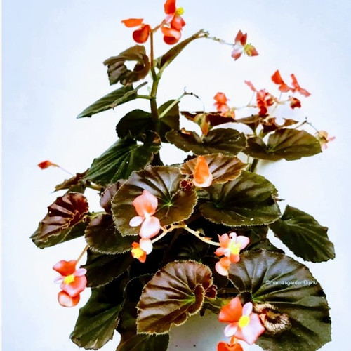 Detail Gambar Bunga Begonia Lilin Nomer 25