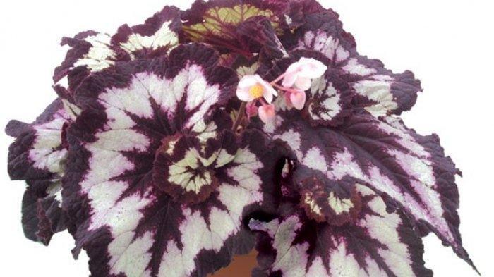 Detail Gambar Bunga Begonia Lilin Nomer 29