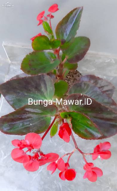 Detail Gambar Bunga Begonia Lilin Nomer 10