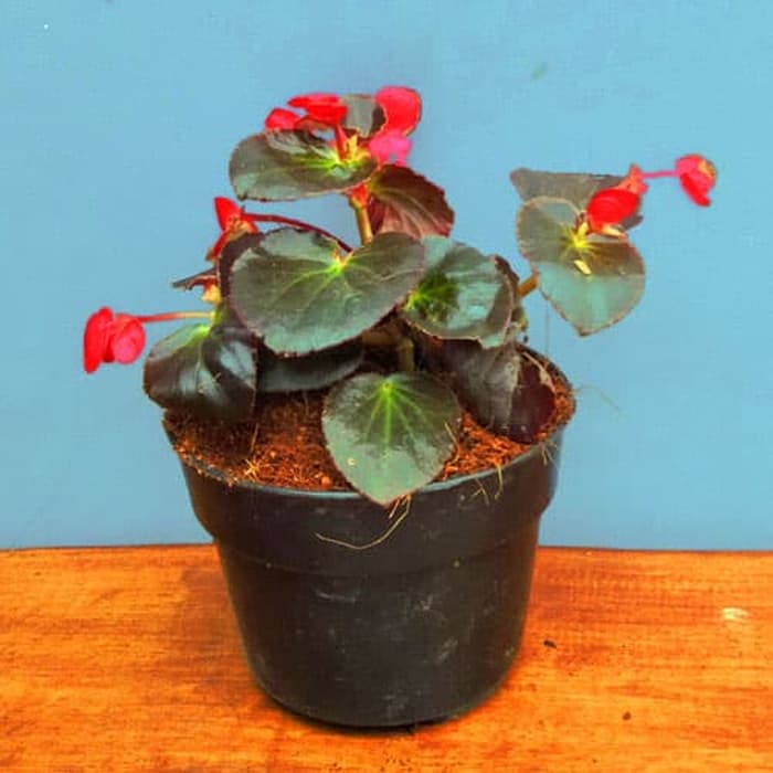 Gambar Bunga Begonia Merah - KibrisPDR