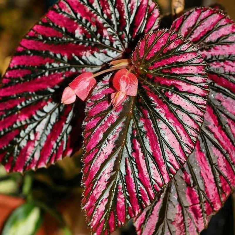 Detail Gambar Bunga Begonia Merah Nomer 19