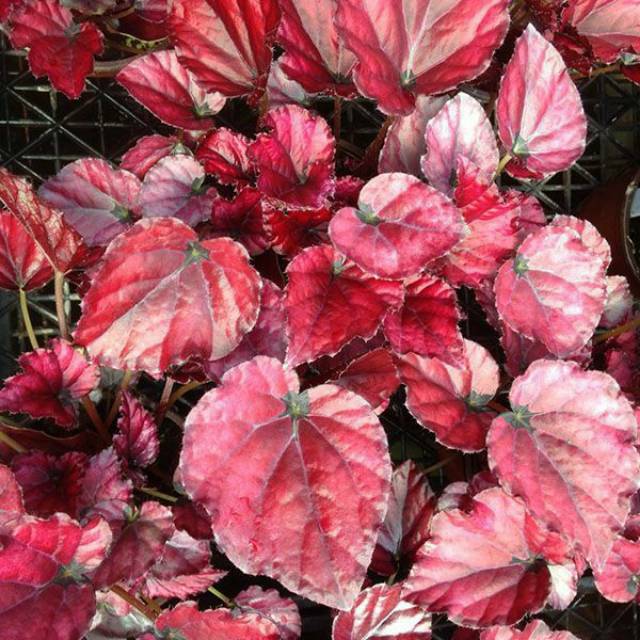 Detail Gambar Bunga Begonia Merah Nomer 24