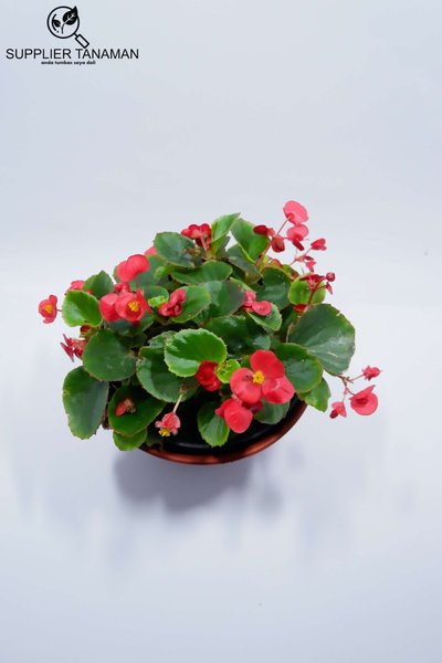 Detail Gambar Bunga Begonia Merah Nomer 26