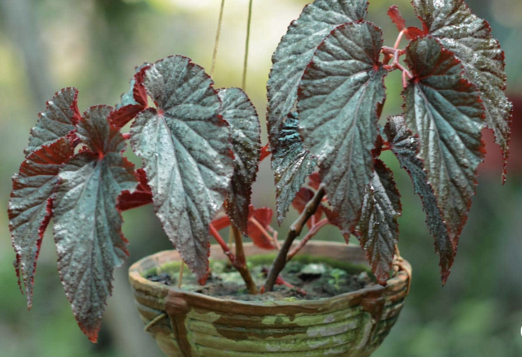 Detail Gambar Bunga Begonia Merah Nomer 27