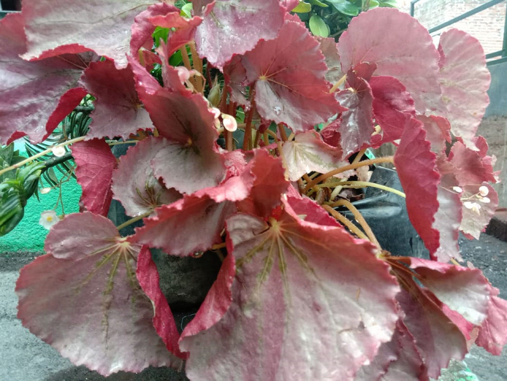 Detail Gambar Bunga Begonia Merah Nomer 32