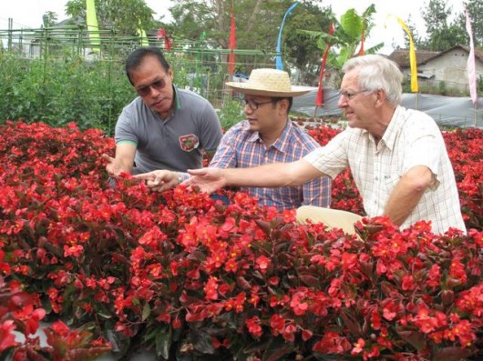 Detail Gambar Bunga Begonia Merah Nomer 39