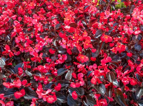 Detail Gambar Bunga Begonia Merah Nomer 42