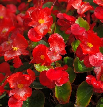Detail Gambar Bunga Begonia Merah Nomer 45