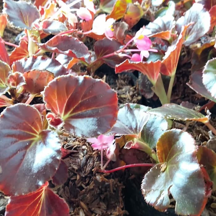 Detail Gambar Bunga Begonia Merah Nomer 6